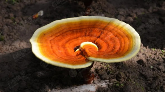 Traditional Foods Enjoyed During Summer