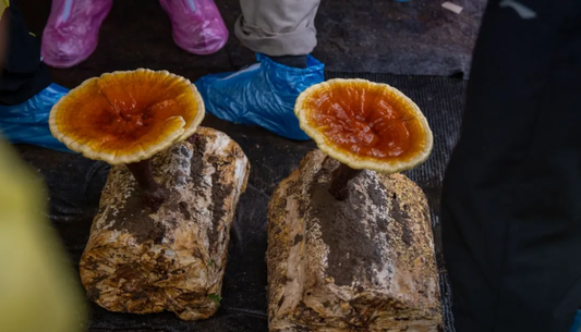 Reishi