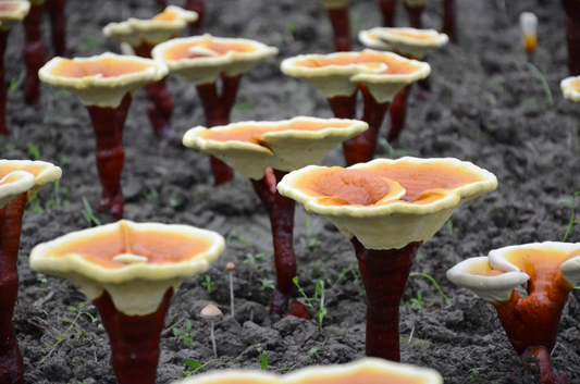 How to Choose High-Quality Ganoderma Products: A Simple Buyer’s Guide