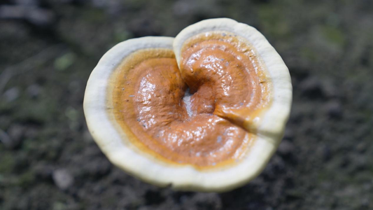 Reishi