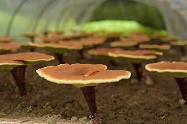 Reishi : Gentle Nourishment for Modern Lifestyles