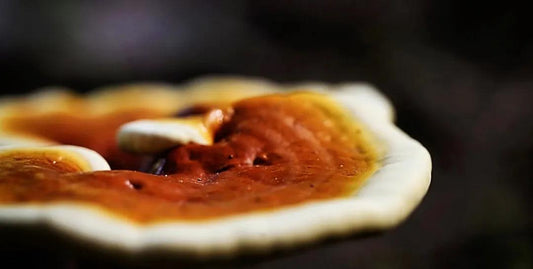Reishi: The Ancient Charm of Global Chinese Wellness