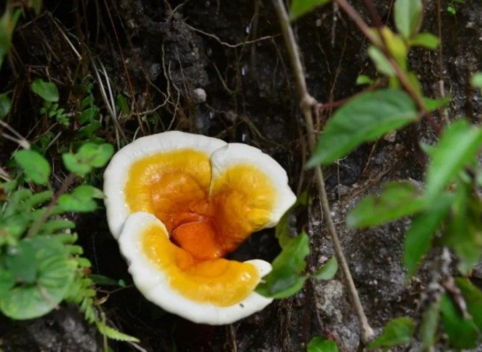 HOW TO EAT GANODERMA LUCIDUM FOR THE BEST EFFECT?