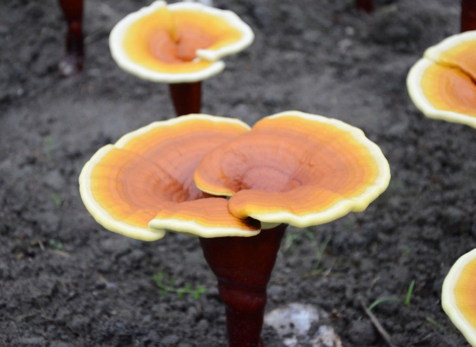 TWO CASE REPORTS OF GANODERMA: A JOY AND A SHOCK