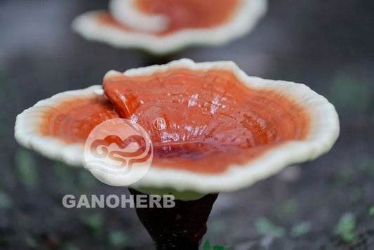 THE LATEST GORGEOUS REISHI PICTURES HAVE BEEN RELEASED