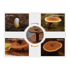 Reishi Mushroom Spore Oil (30 Veggie Softgels)