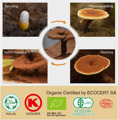 Reishi Mushroom Latte Coffee and Reishi Mushroom Capsules