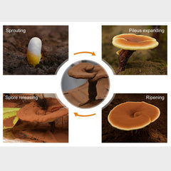 Maca Energy Coffee and Reishi Mushroom Spore Oil