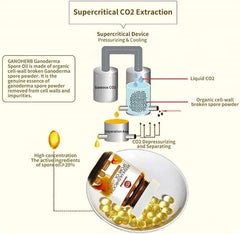 Reishi Mushroom Spore Oil (30 Veggie Softgels)