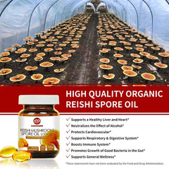 Maca Energy Coffee and Reishi Mushroom Spore Oil