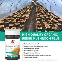 Organic Reishi Mushroom Spore Plus Capsules (60 Veggie Capsules)